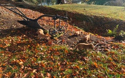 Cocker Spaniel dogs for sale: Kc reg Working Cocker Spaniels - Image 7