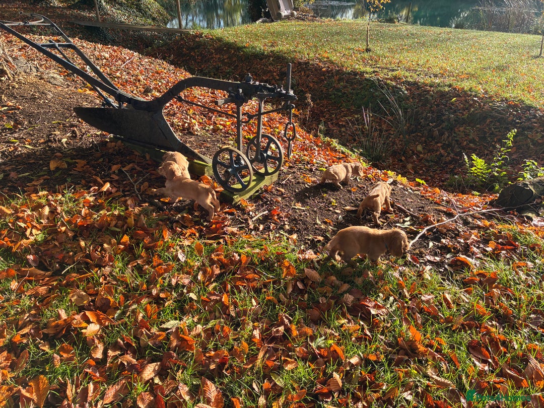 Cocker Spaniel dogs for sale: Kc reg Working Cocker Spaniels - Image 7