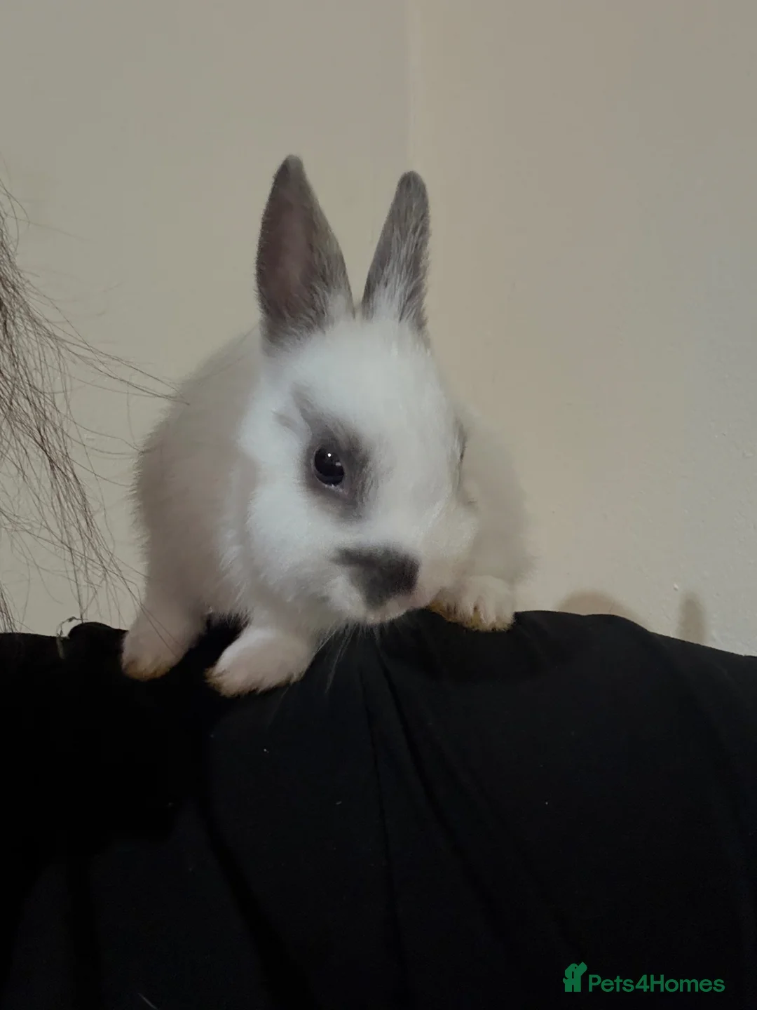 Netherland Dwarf rabbits for sale: Dwarf bunny  - Advert 2