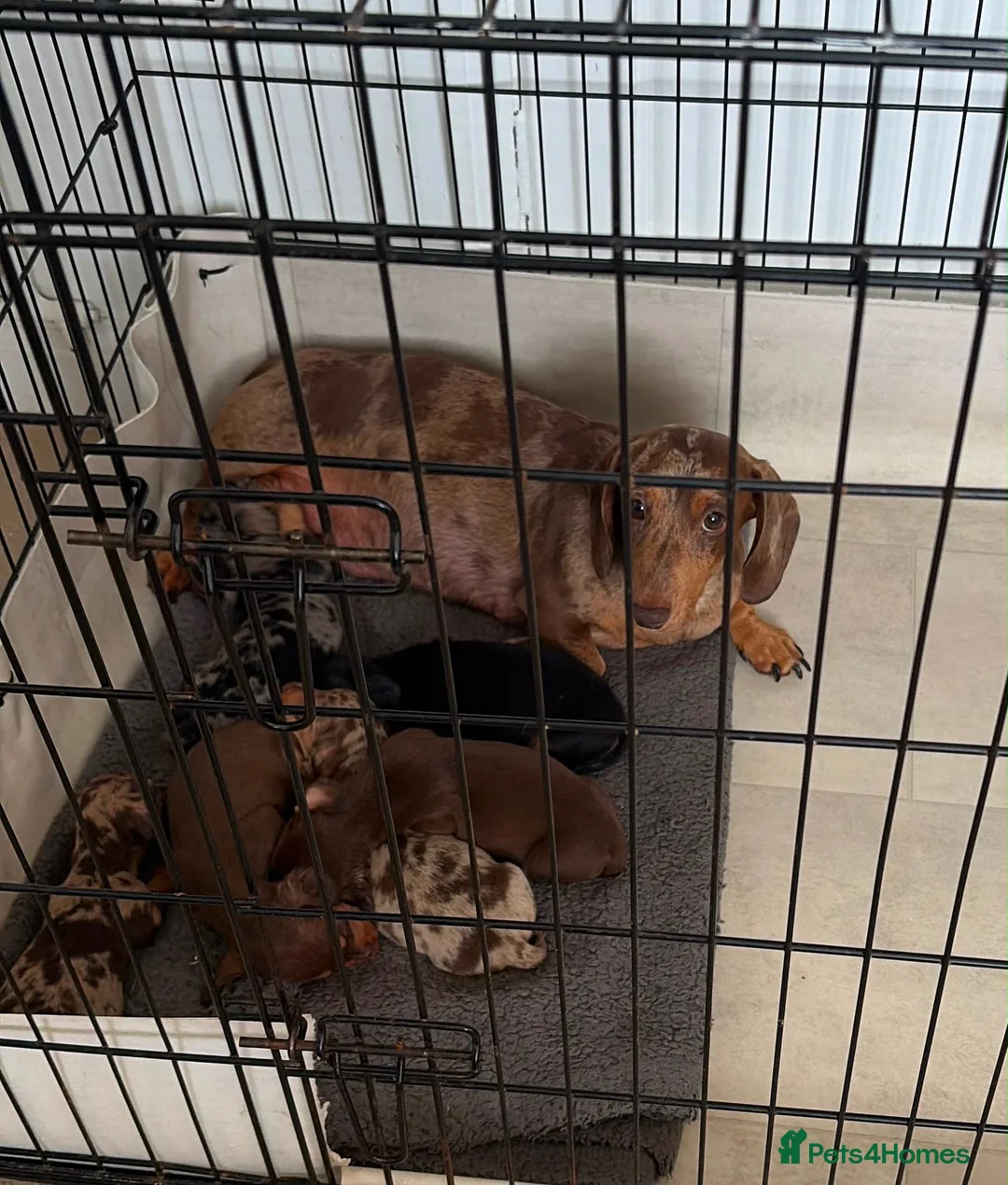 Miniature Dachshund dogs for sale: Miniature Dachshund  - Advert 2