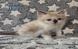 Ragdoll cats for sale: Gorgeous loving ragdolls - Image 5