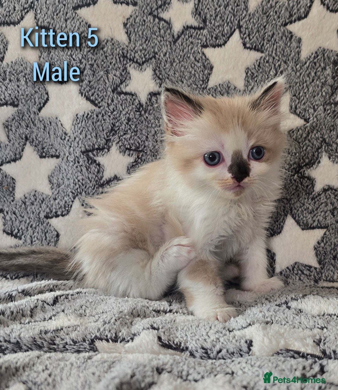 Ragdoll cats for sale: Gorgeous loving ragdolls - Image 5