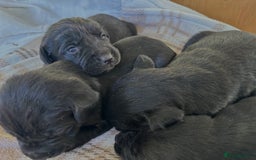 Springador dogs for sale: Gorgeous Springador’s looking for new homes!  - Image 1