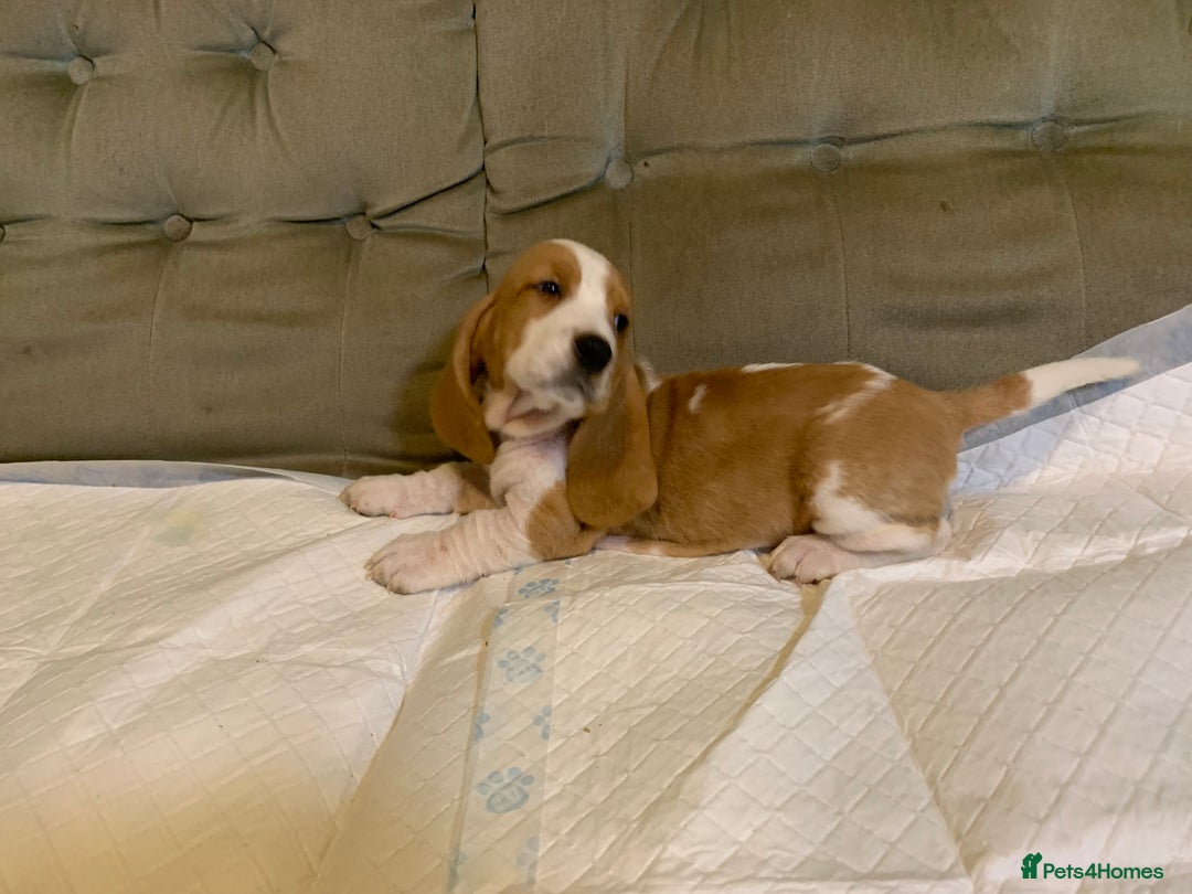 Basset Hound dogs for sale: Basset Hound Puppies - Image 23