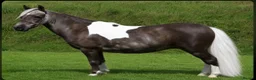 Miniature horses for sale: Reg American Miniature Horse Filly - Advert 8