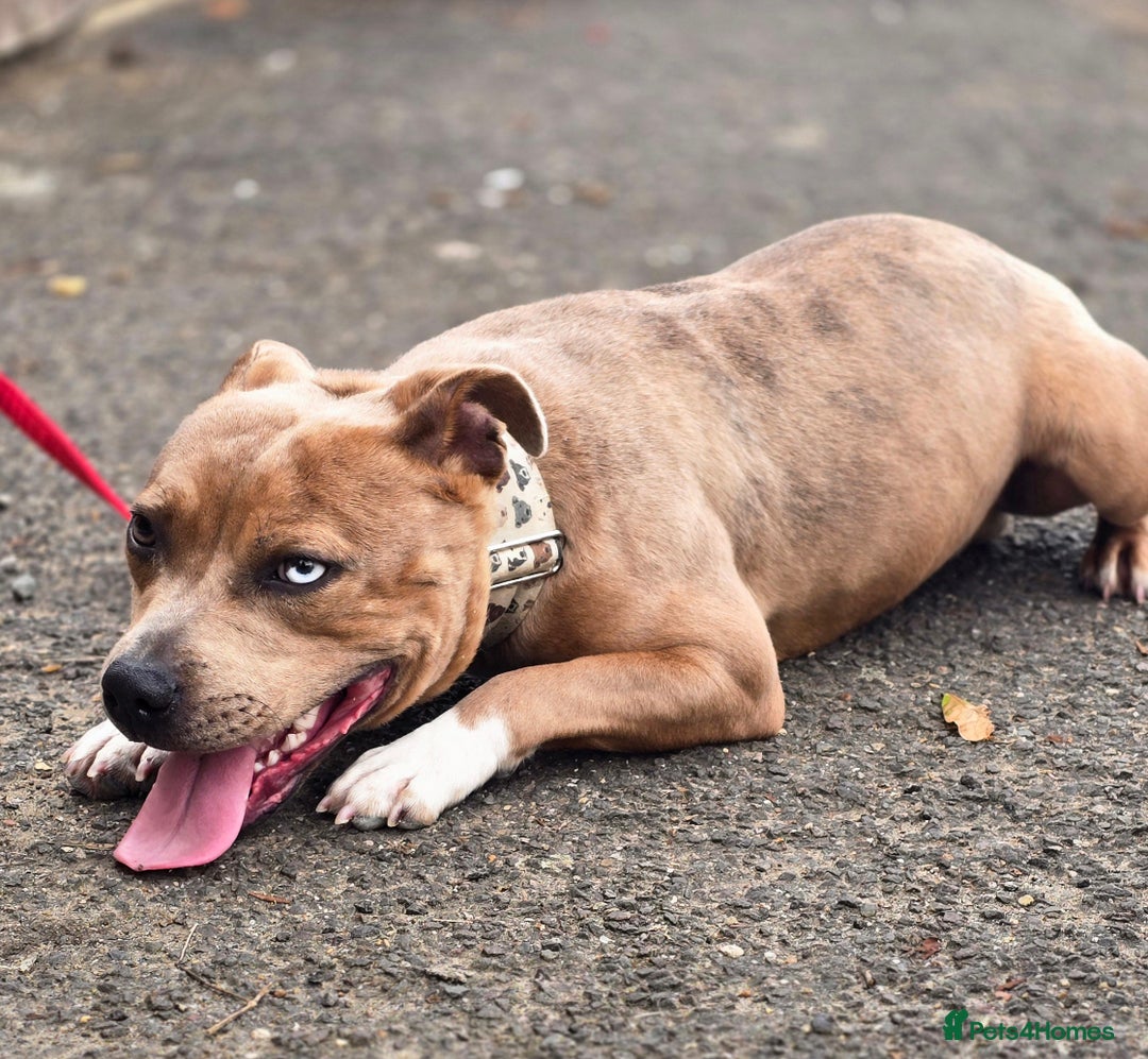 Staffordshire Bull Terrier dogs for stud: Blue Fawn Merle Stafford For Stud staffy staffie  - Image 4