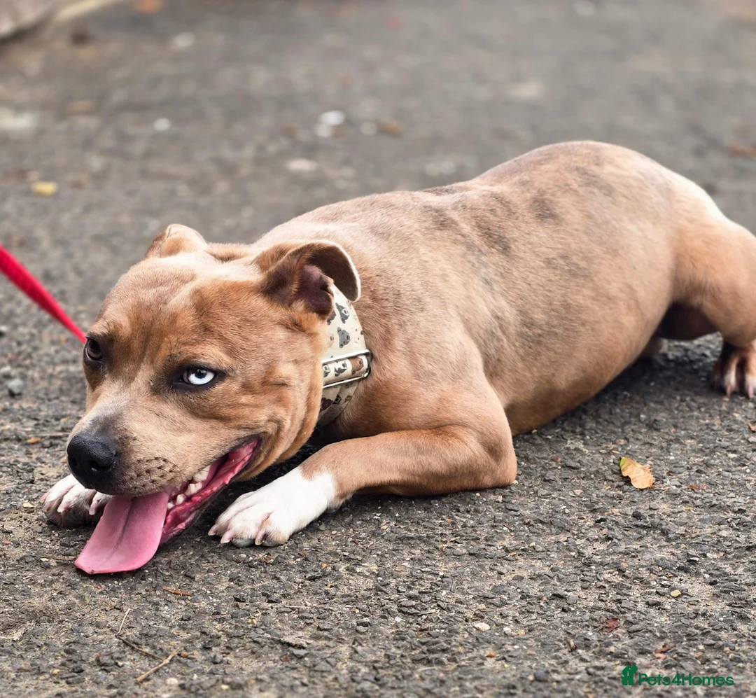 Staffordshire Bull Terrier dogs for stud: Blue Fawn Merle Stafford For Stud staffy staffie  - Advert 4