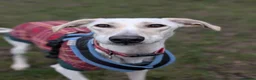 Lurcher dogs for adoption: Pirelli - Advert 5