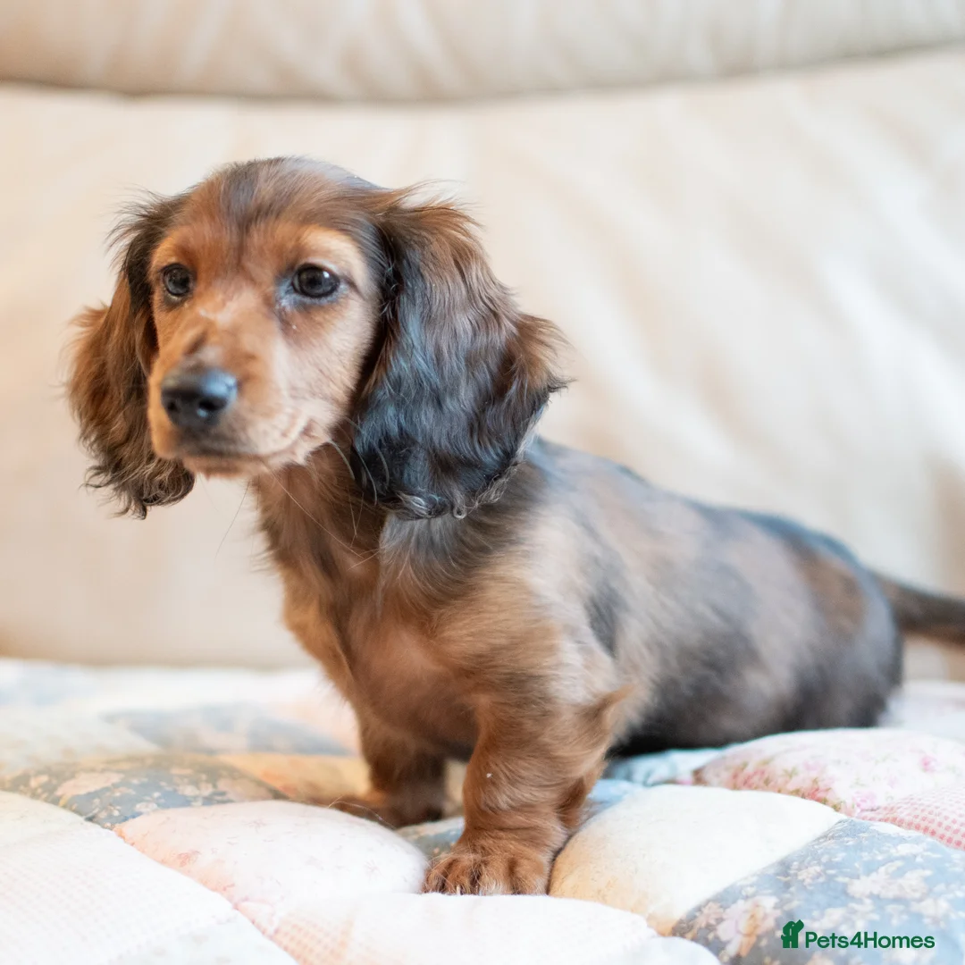 Miniature Dachshund dogs for sale:  Miniature Long-Haired Dachshund Puppies–Red Merle - Advert 11