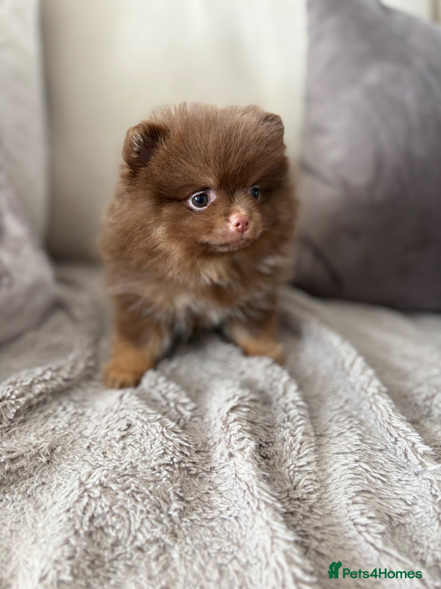 Pomeranian dogs Pomeranian Puppys merle male Choc&Tan girl 💕🐾 - Advert 5