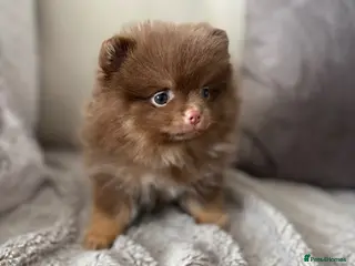 Pomeranian dogs Pomeranian Puppy Choc&Tan girl LAST PUP LEFT💕🐾 - Advert 1