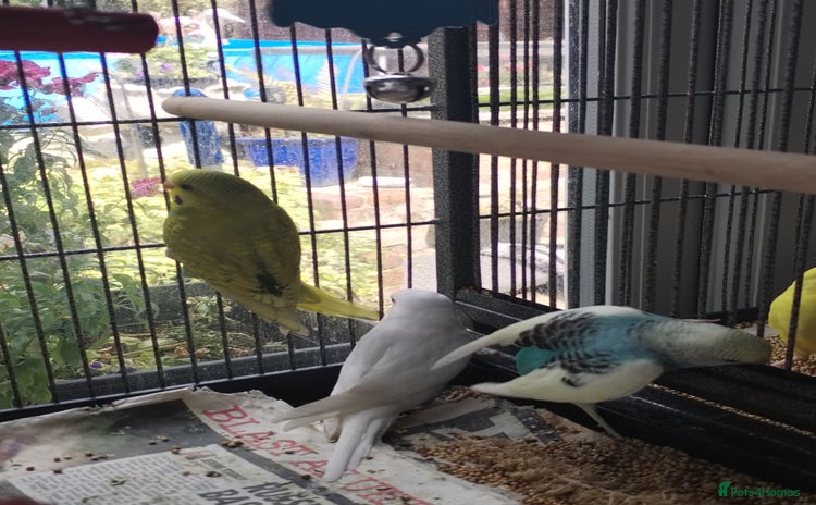 Budgerigars birds - Advert 12