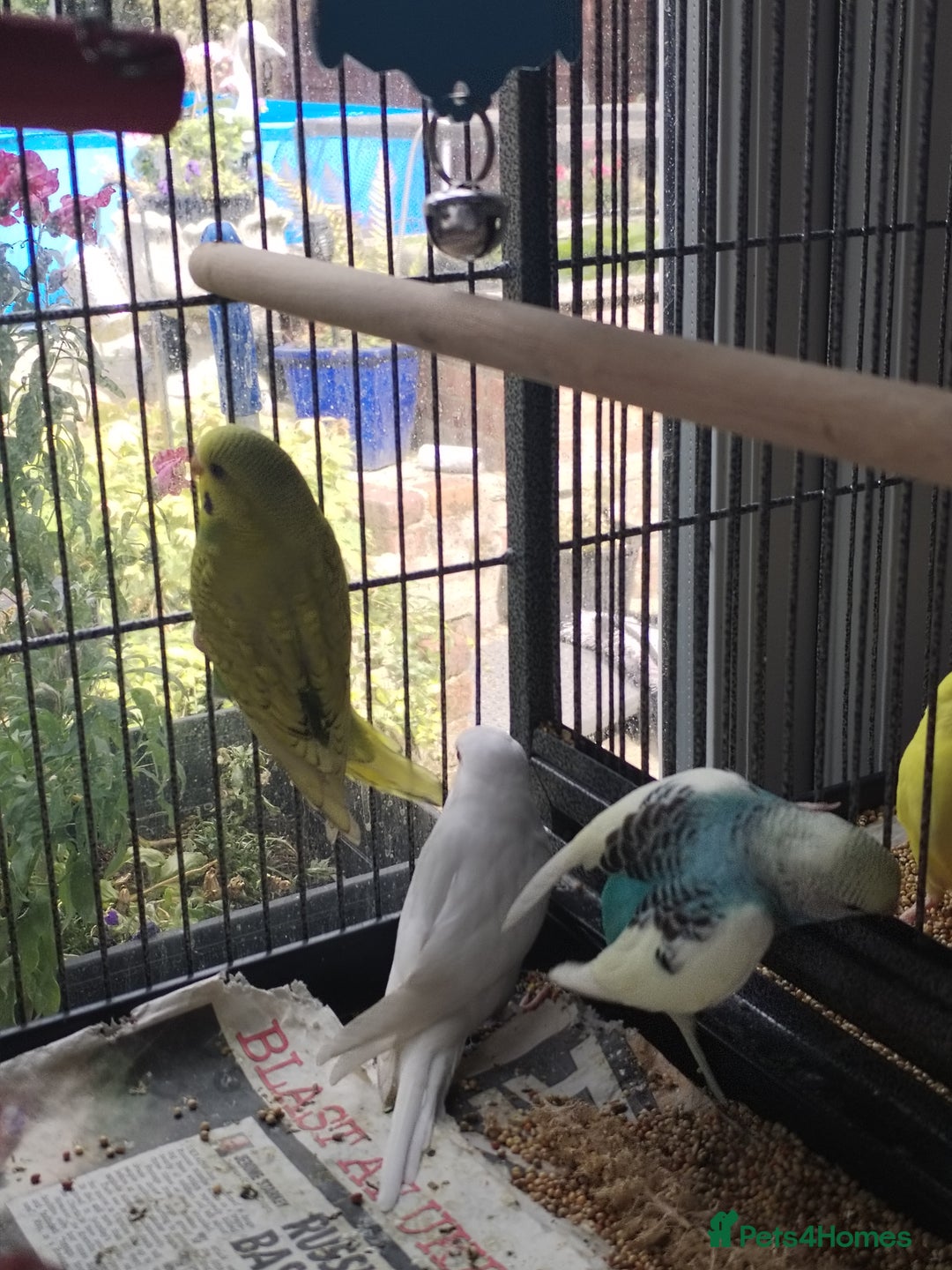 Budgerigars birds for sale: Beautiful baby budgies  - Image 1
