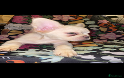 French Bulldog dogs for sale: 🐾 7 of the most Loving French Bulldogs 🐾🐶🩷 - Image 21