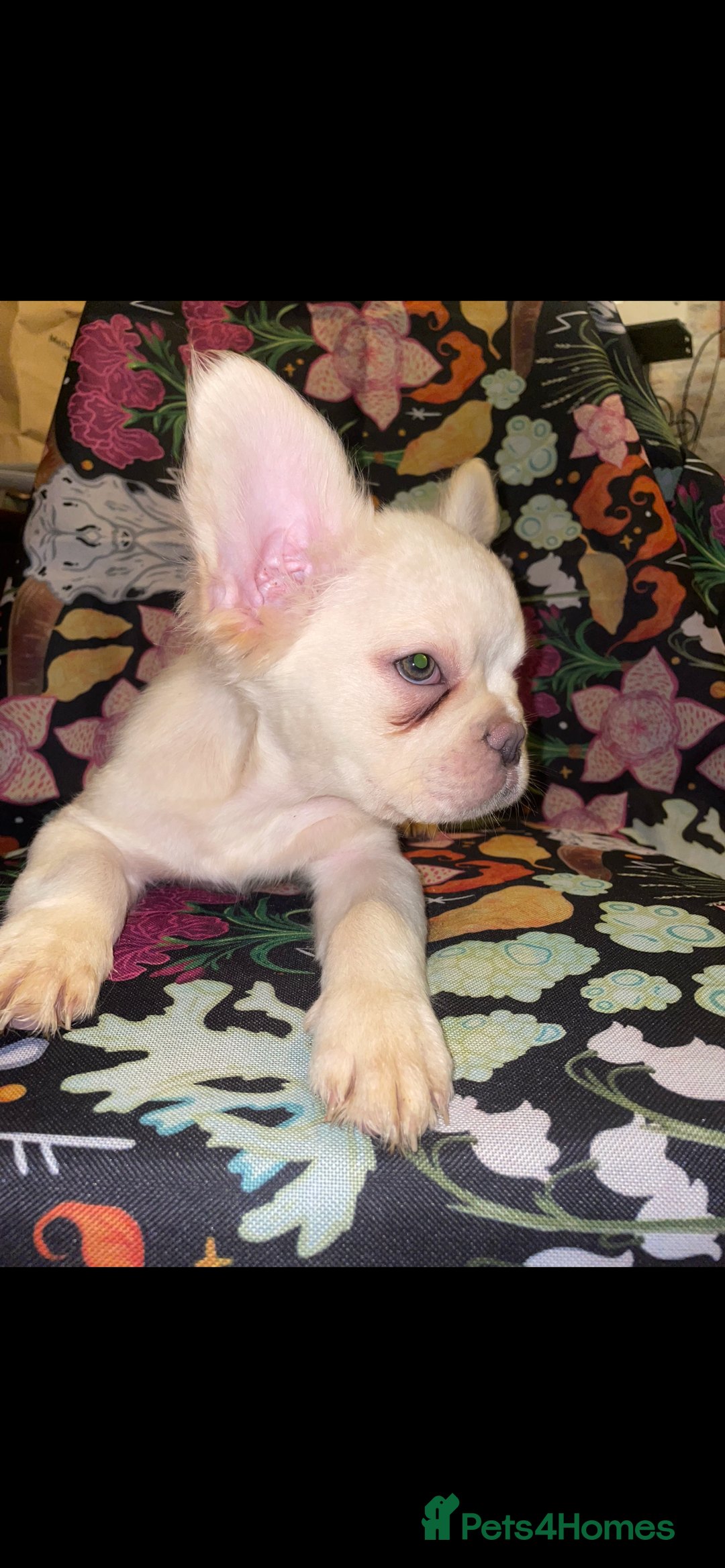 French Bulldog dogs for sale: 🐾 7 of the most Loving French Bulldogs 🐾🐶🩷 - Image 21