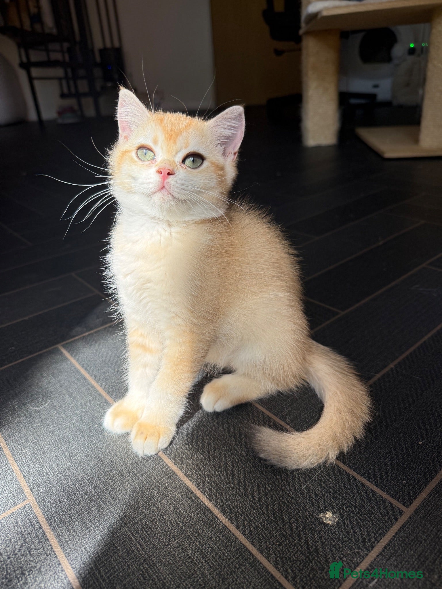 British Shorthair cats GCCF reg BSH Black Golden Kittens - Advert 1