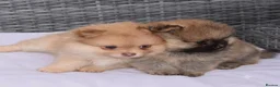 Pomeranian dogs for sale: Pomeranian puppy female  - Advert 13