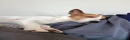 Jack Russell dogs for sale: Refining Pip - 19 month old jack russell terrier  in Redditch - Advert 3