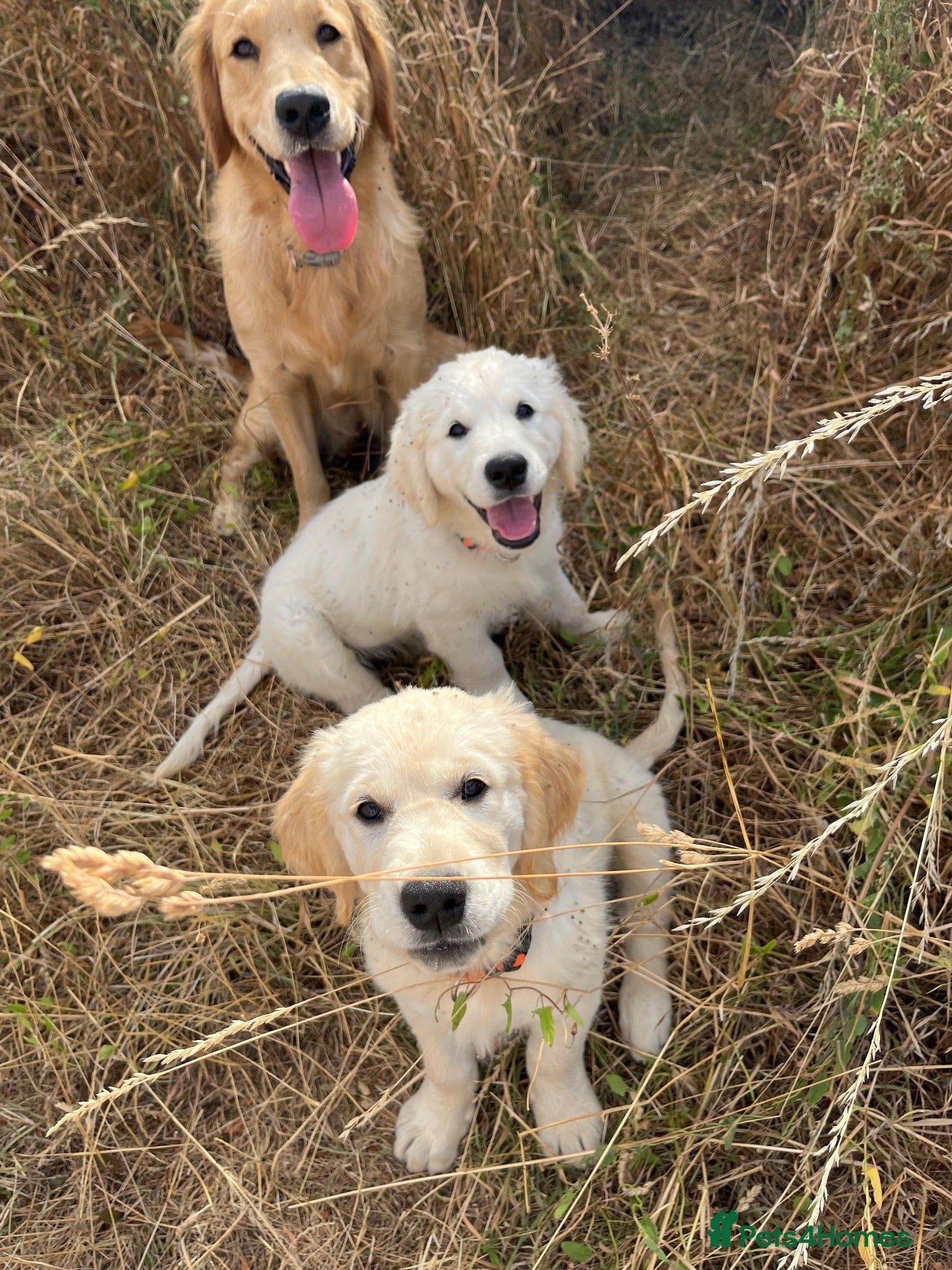 Golden Retriever dogs  Nutmeg & Jasmine ❤️health Tested parents  - Advert 15