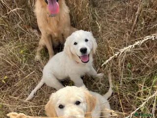 Golden Retriever dogs Nutmeg & Jasmine ❤️health Tested parents - Advert 15