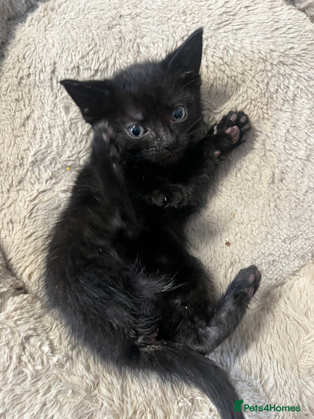 Mixed Breed cats for sale: 6 Week old Gorgeous kitten  - Advert 7