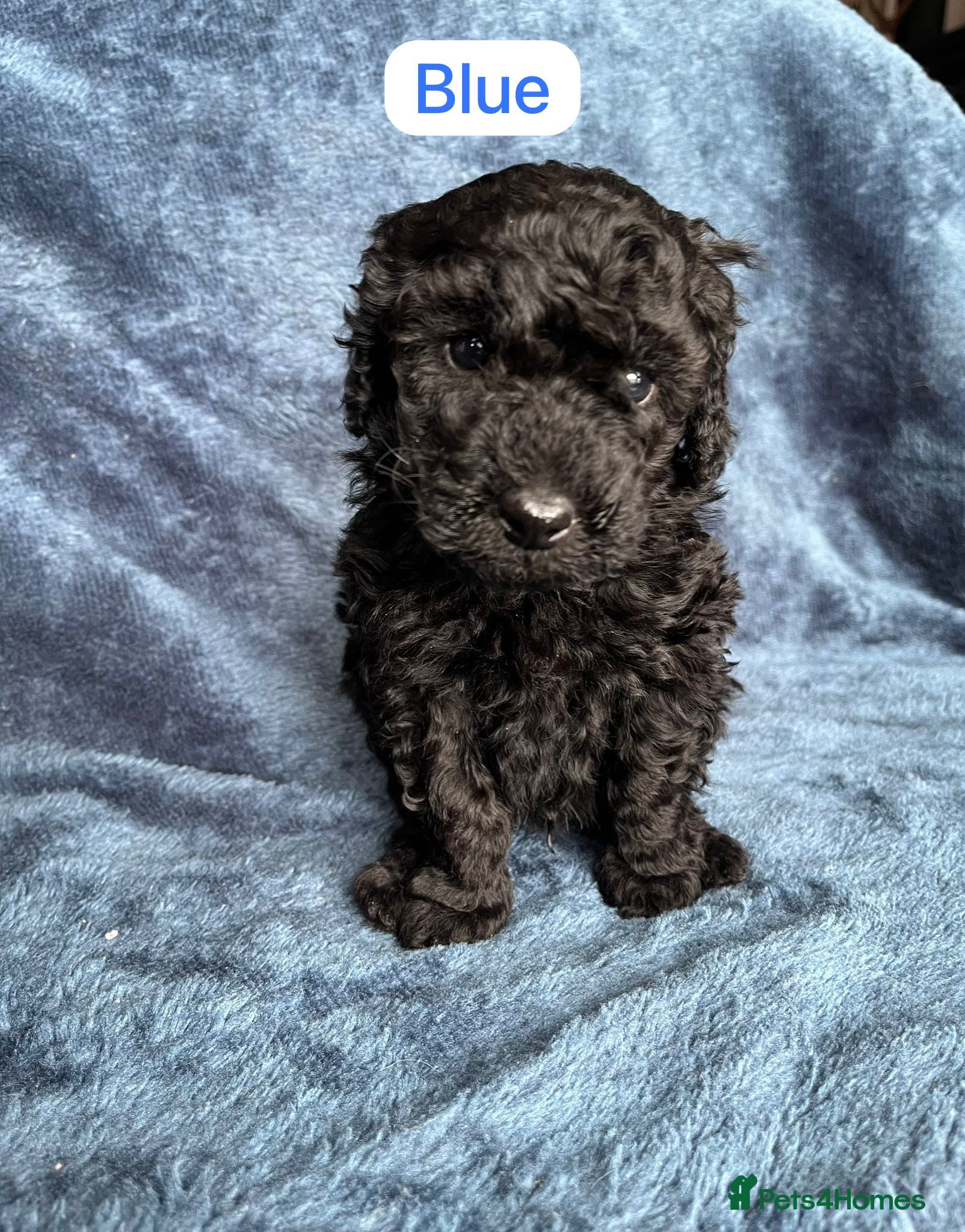 Bordoodle dogs Bordoodle x Toy Poodle puppies - phantom - Advert 5