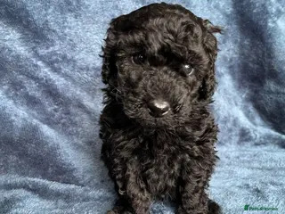 Bordoodle dogs Bordoodle x Toy Poodle puppies - phantom - Advert 5