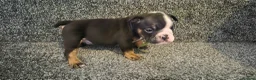 English Bulldog dogs for sale: Kc registered English bulldogs  in Plymouth - Advert 4