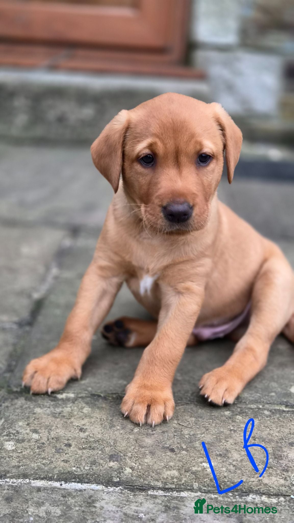 Labrador Retriever dogs Fox red labrador puppies  - Advert 8