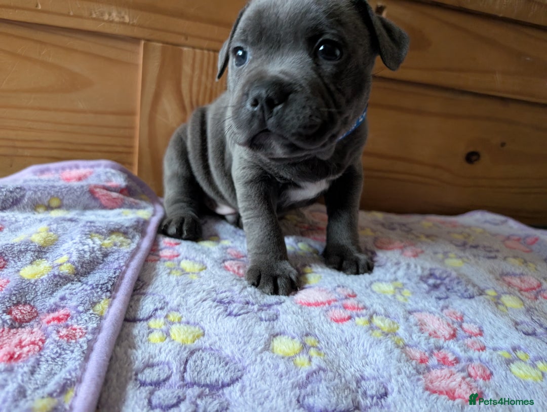 Staffordshire Bull Terrier dogs for sale: Beautiful Kennel registered blue staffie for sale  - Image 6