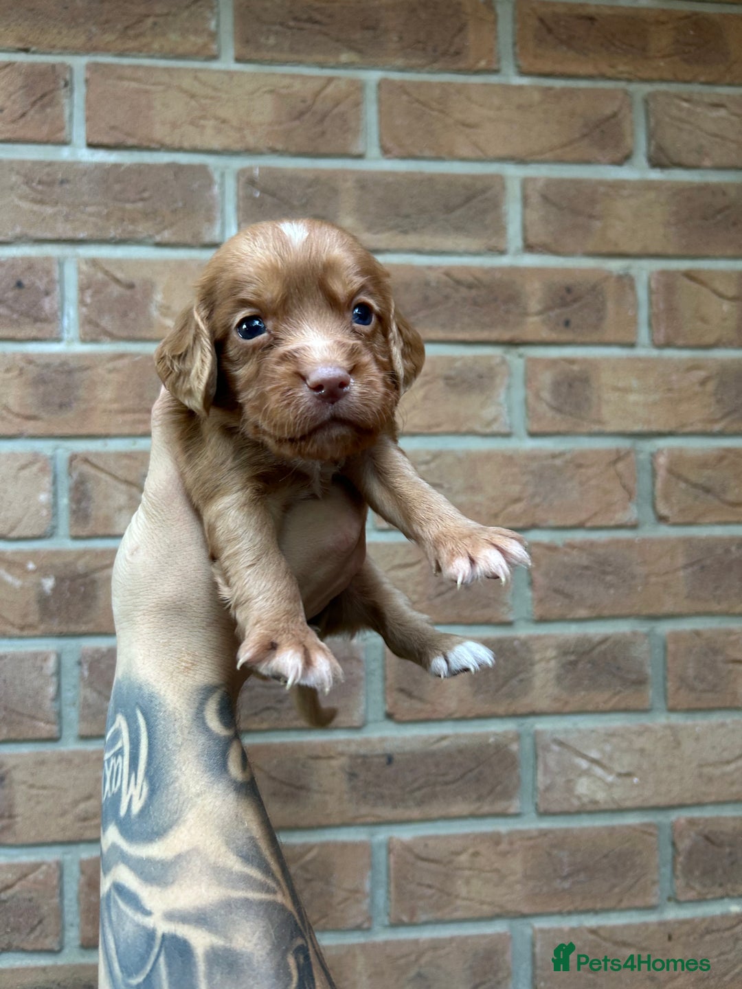 Cocker Spaniel dogs for sale: KC REGISTERED COCKER SPANIELS - Image 12