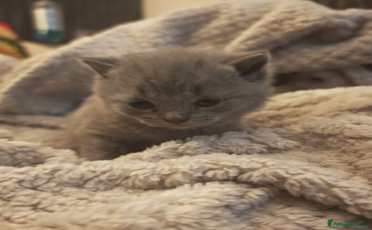 British Shorthair cats in Crewe - Advert 7