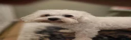 Maltese dogs for sale: Happy  - Advert 5