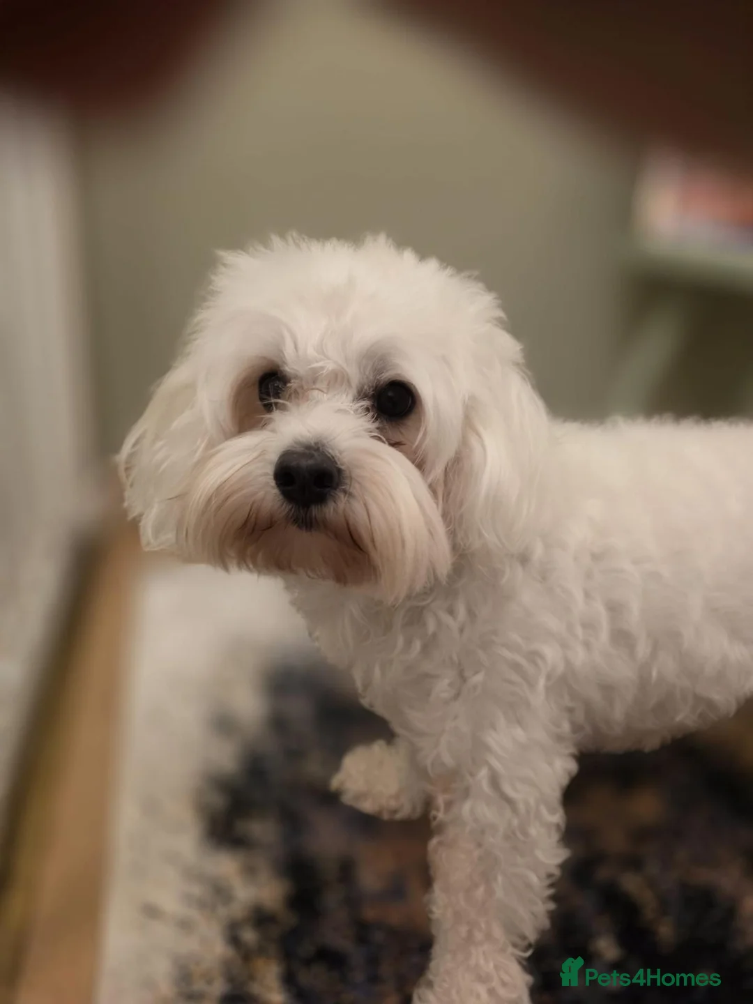 Maltese dogs for sale: Happy  - Advert 5