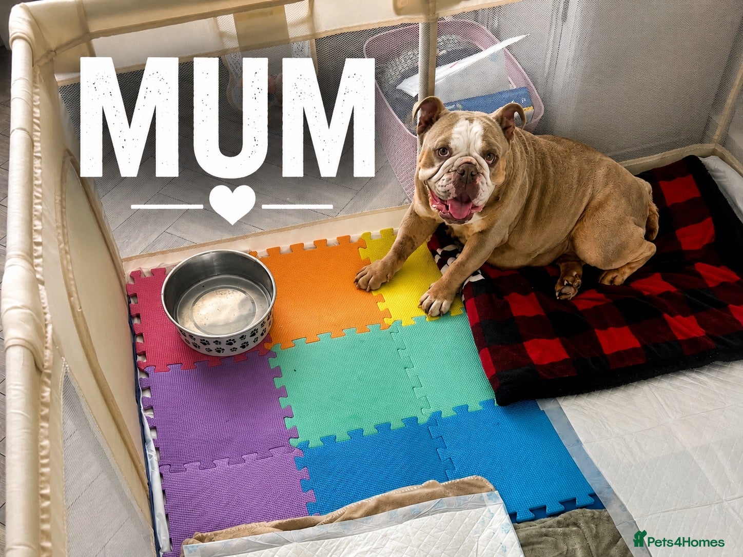 English Bulldog dogs New English bulldog puppies - Advert 1