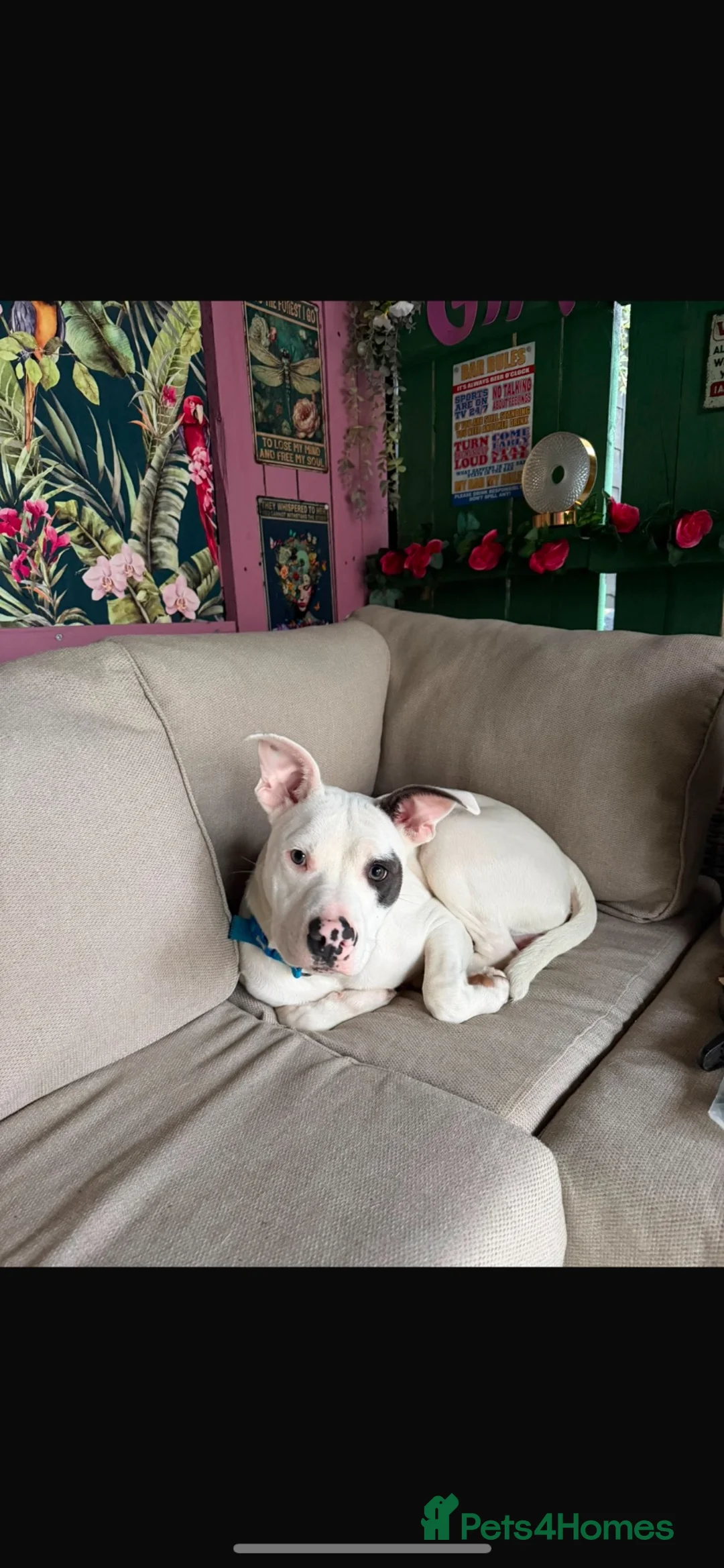 Mixed Breed dogs for sale: 8 month American bulldog x staffy  - Advert 6