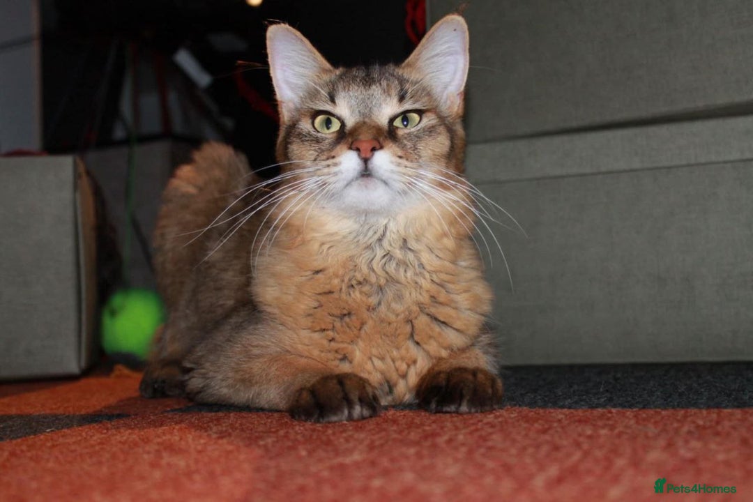 Chausie cats for sale: Chausie F6  - Advert 2