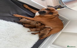 Staffordshire Bull Terrier dogs for sale: Red Staffordshire Bull Terrier Puppies - Image 8