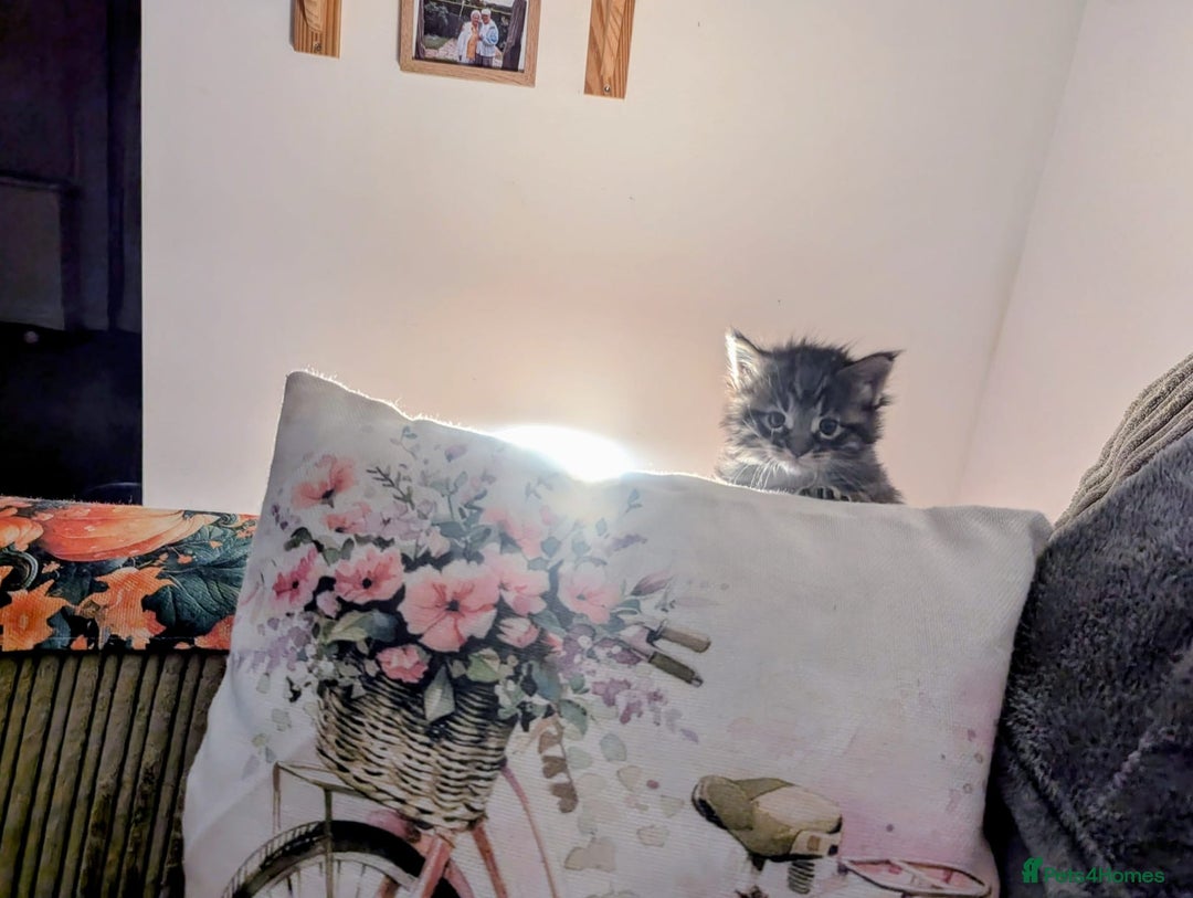 Maine Coon cats for sale: Maine coon female kitten - Advert 3