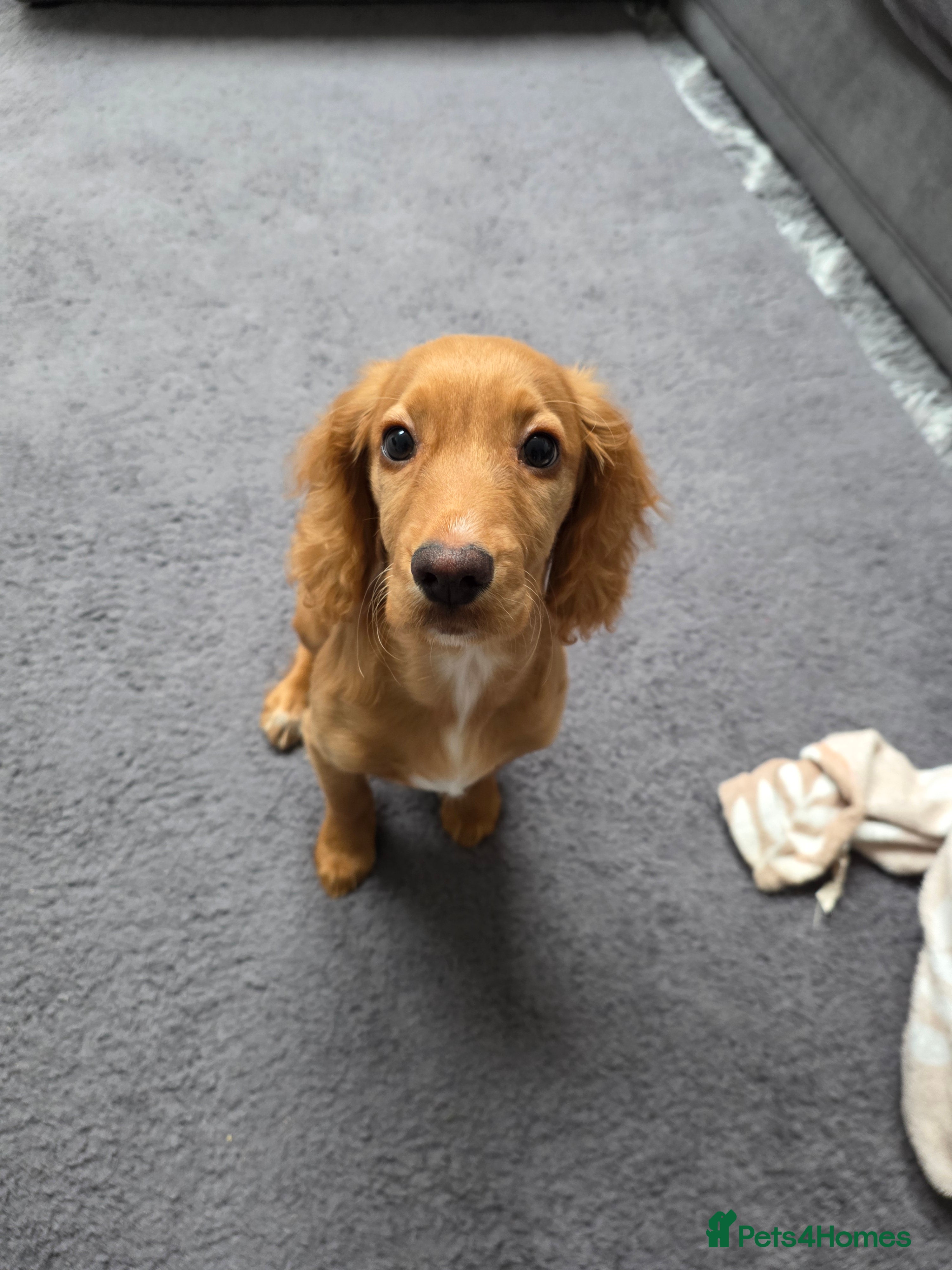 Cocker Spaniel dogs Bella 16 weeks old female - Advert 2