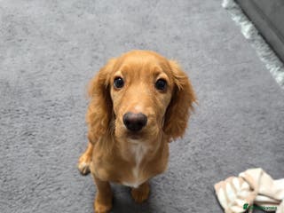 Cocker Spaniel dogs Bella 16 weeks old female - Advert 2