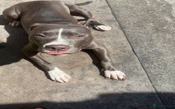 Mixed Breed dogs for sale: Rosie looking for a new forever home  - Image 1