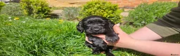 Cocker Spaniel dogs for sale: Meet lady's beautiful cocker spaniel puppies in Nottingham - Advert 16