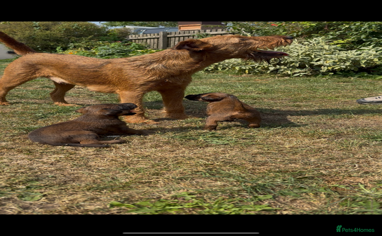 Irish Terrier dogs - Advert 1