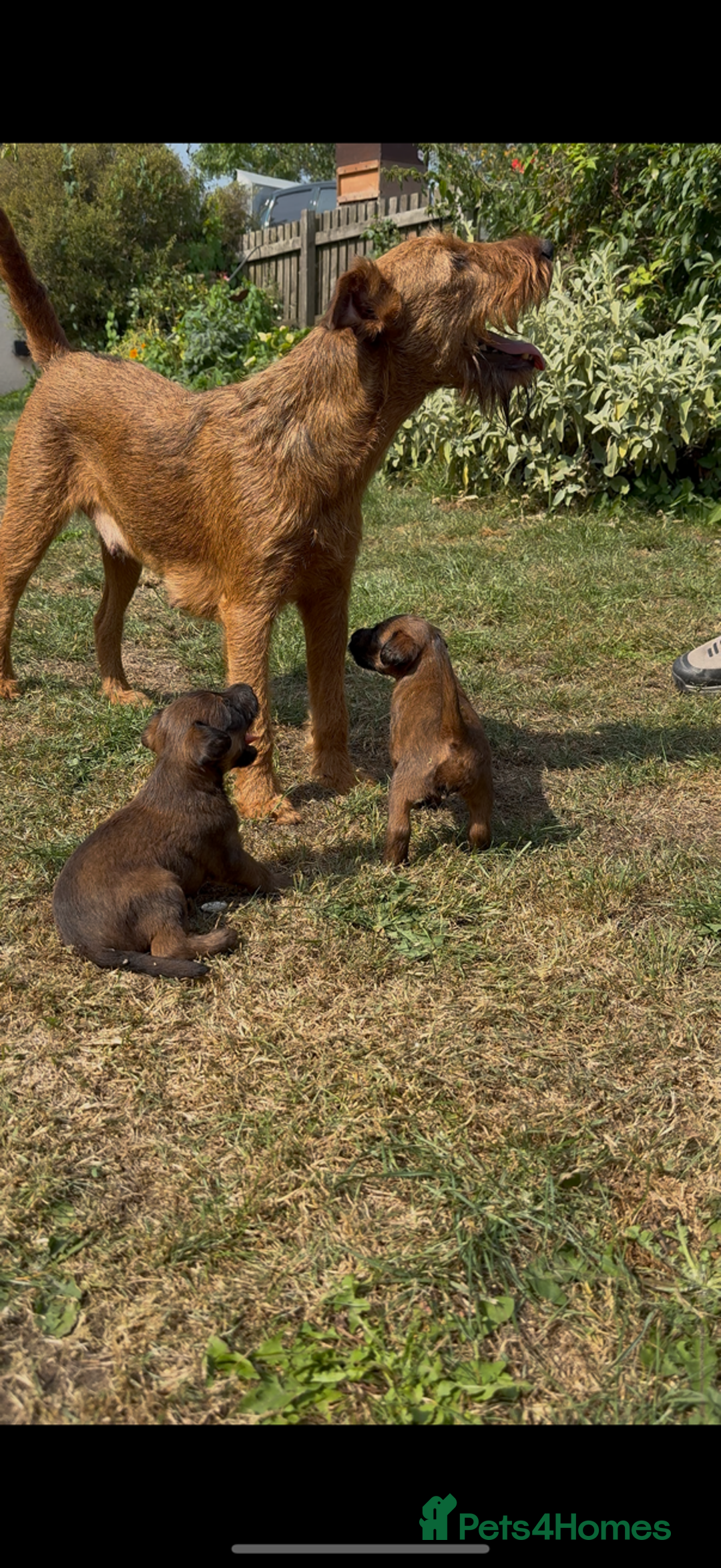 Irish Terrier dogs for sale: Irish terrier puppies  - Image 1