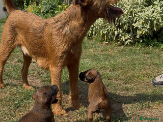 Irish Terrier dogs - Advert 2