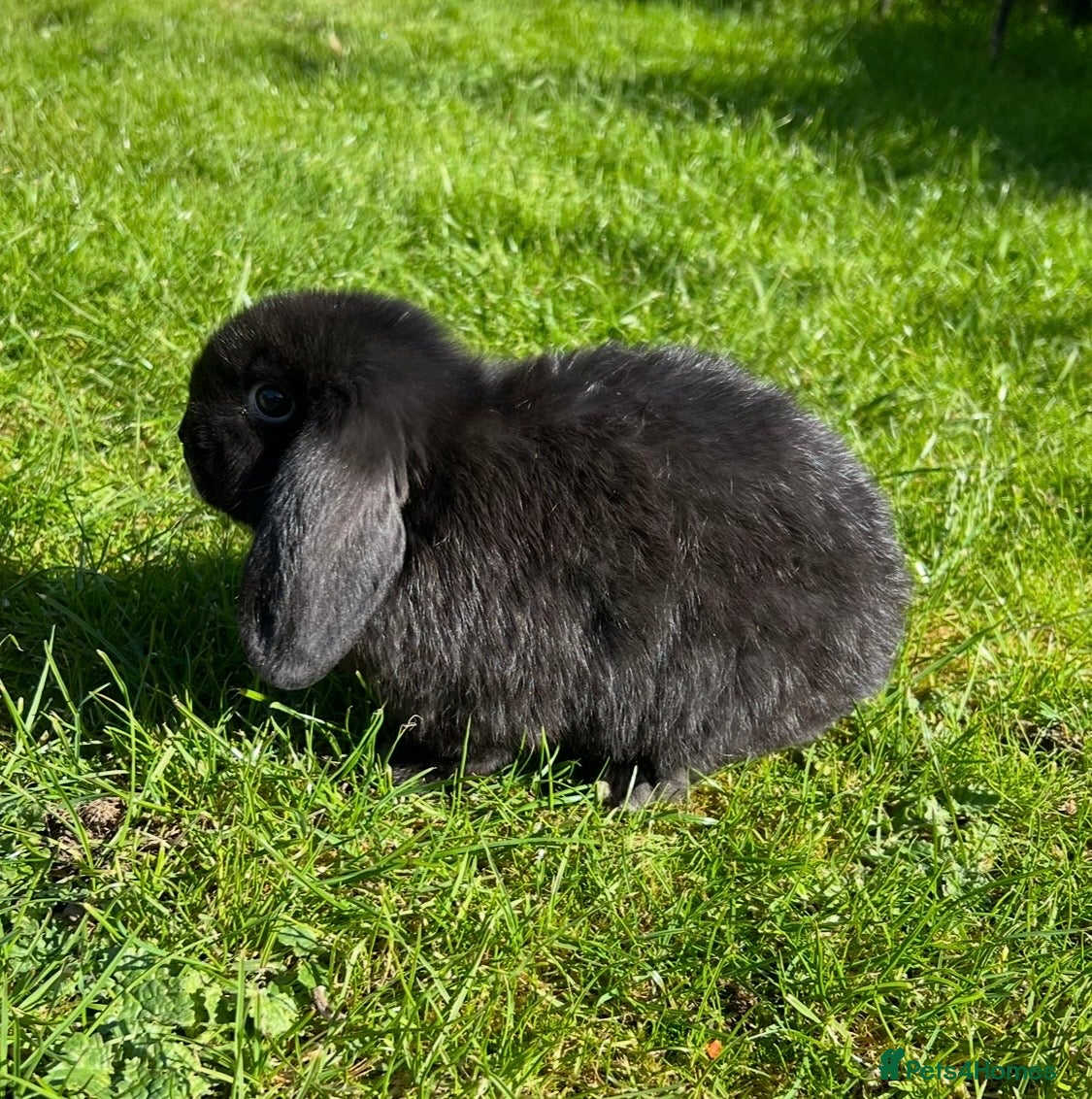 Mini Lop rabbits Mini Lop READY NOW last one 5th April  - Advert 17