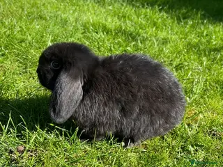 Mini Lop rabbits Mini Lop READY NOW last one 5th April - Advert 17
