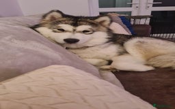 Alaskan Malamute dogs for sale: 1 year old female  - Advert 2
