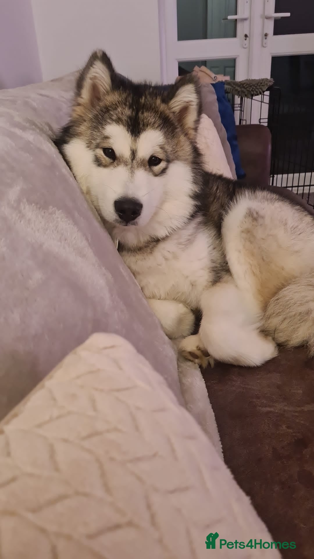 Alaskan Malamute dogs for sale: 1 year old female  - Advert 2